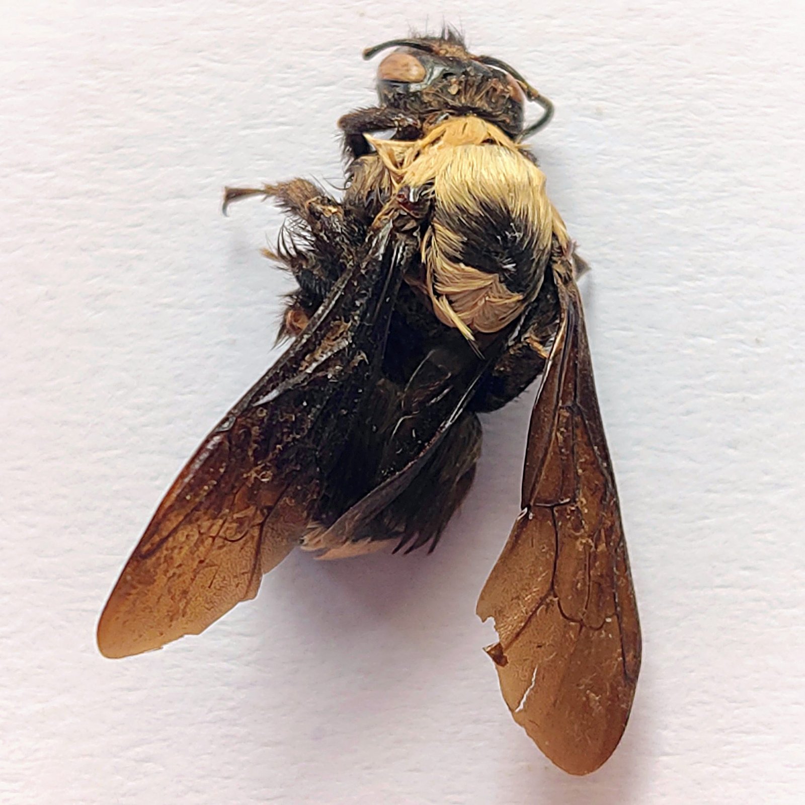 10 Apidae - Image 3