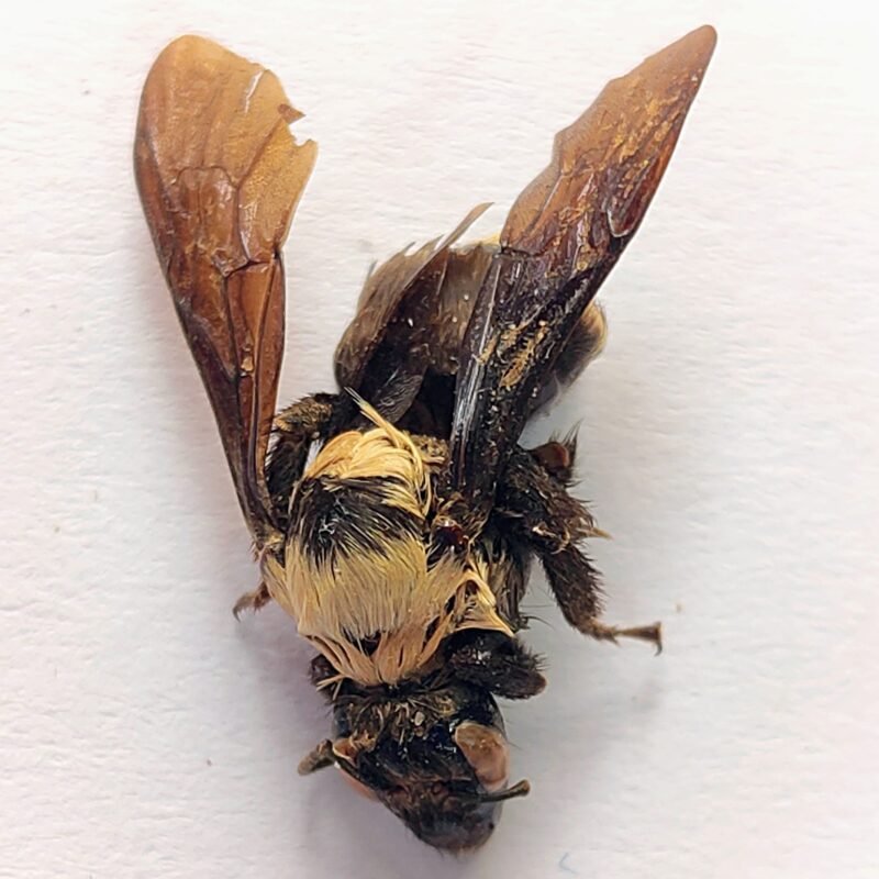 10 Apidae