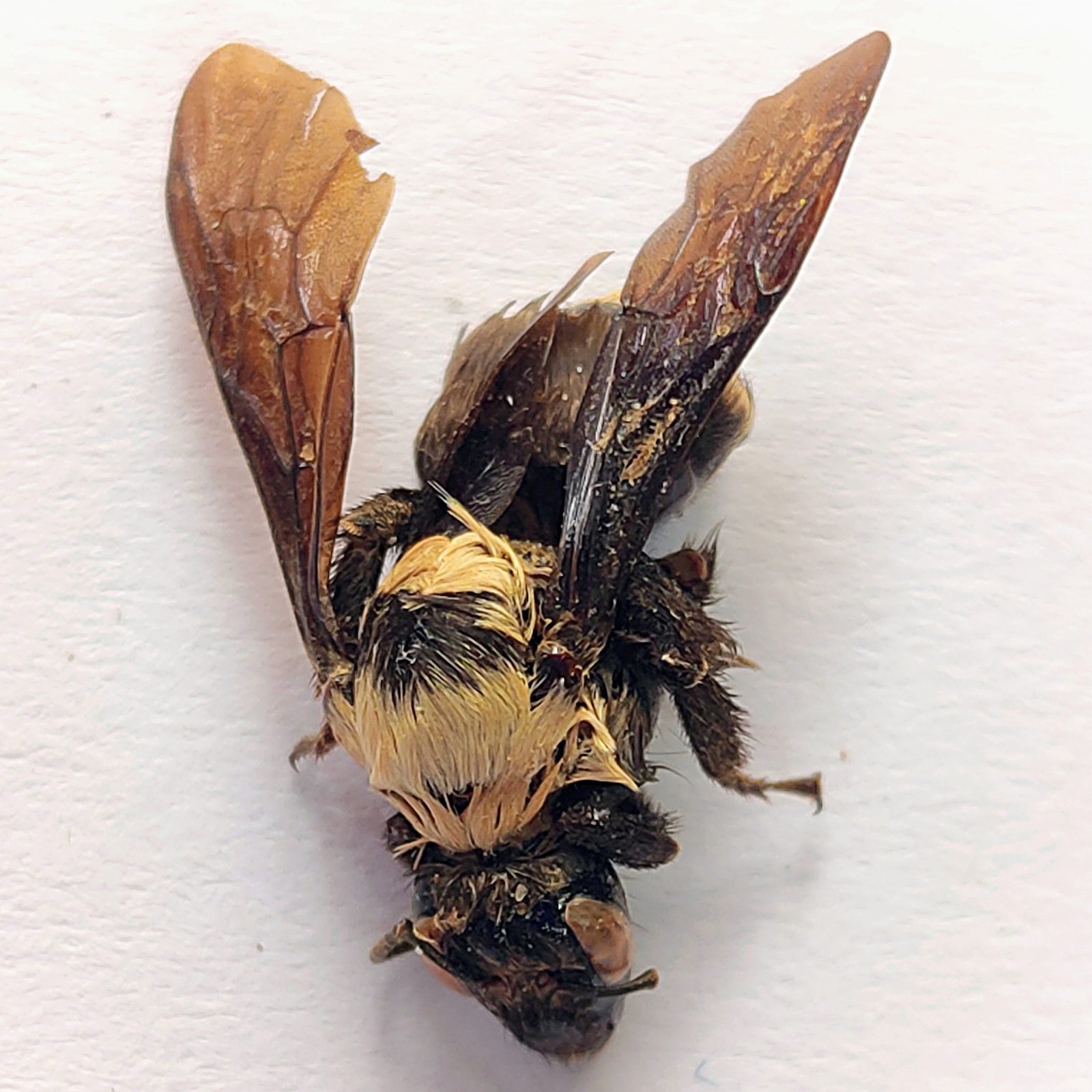 10 Apidae