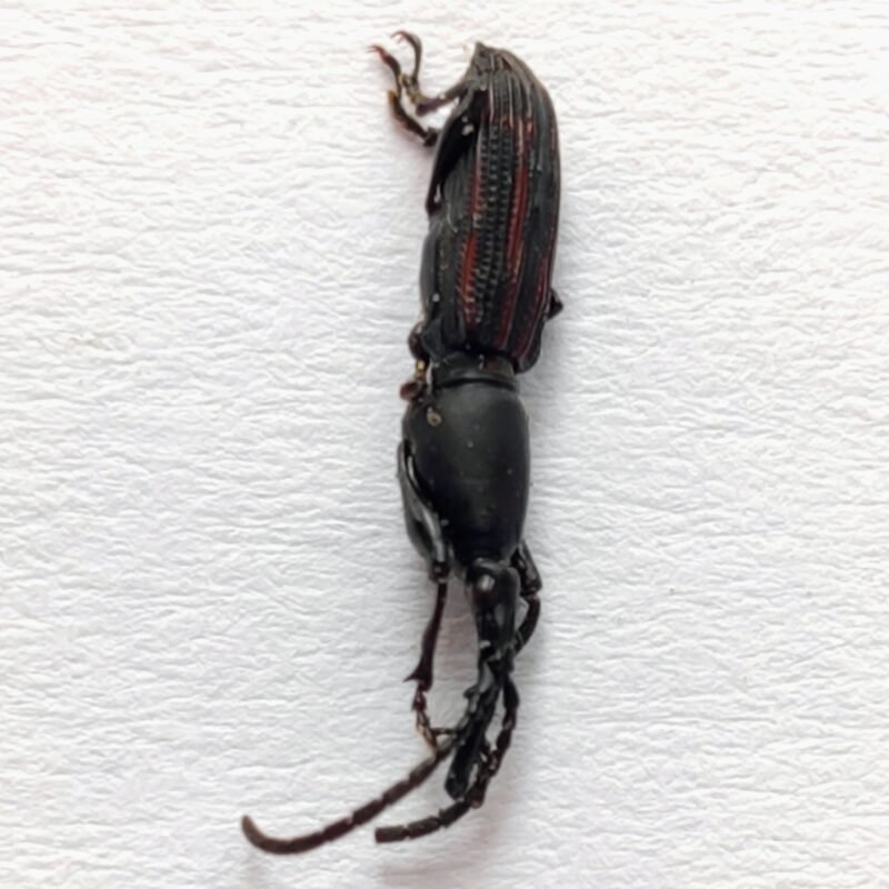 10 Brentidae