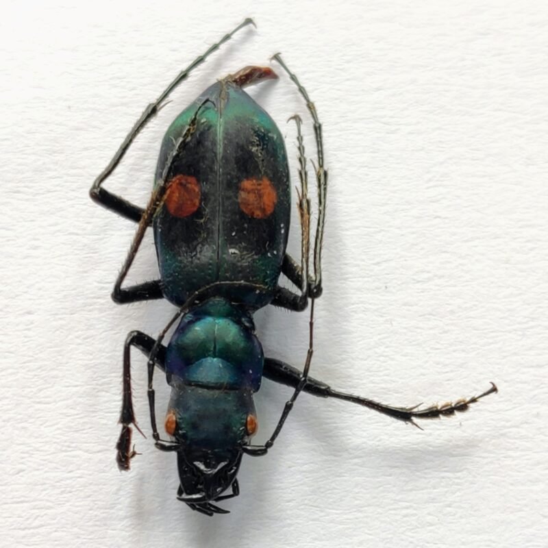10 Carabidae