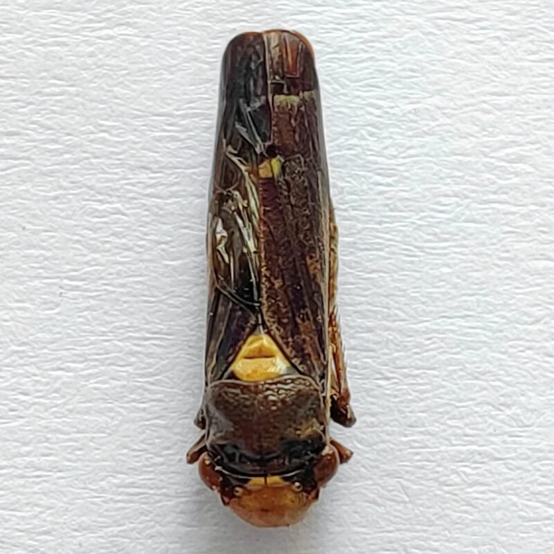 10 Cicadellidae