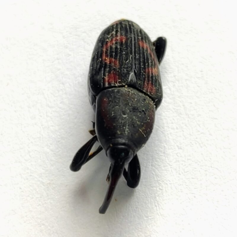 10 Curculionidae