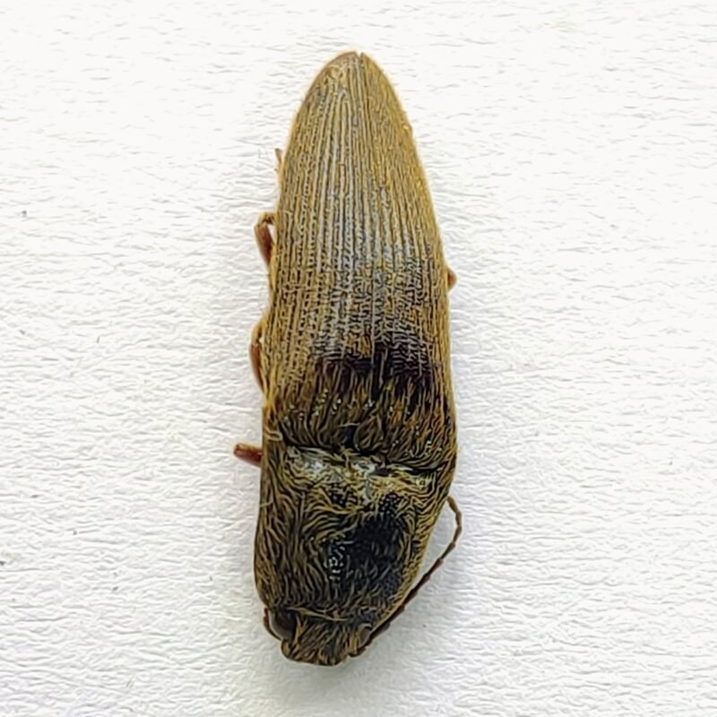 10 Elateridae
