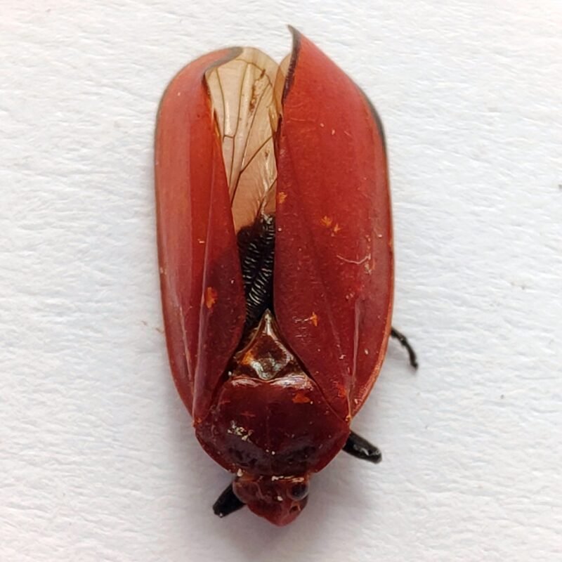 10 Fulgoridae