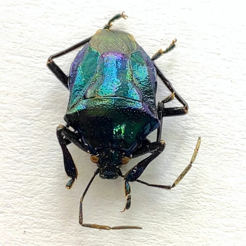 10 Pentatomidae