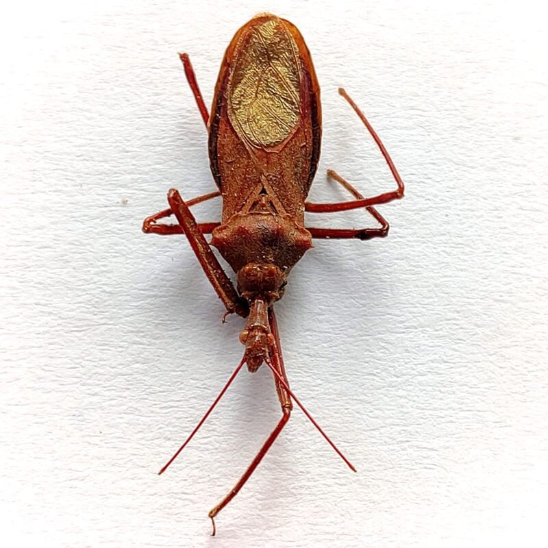 10 Reduviidae