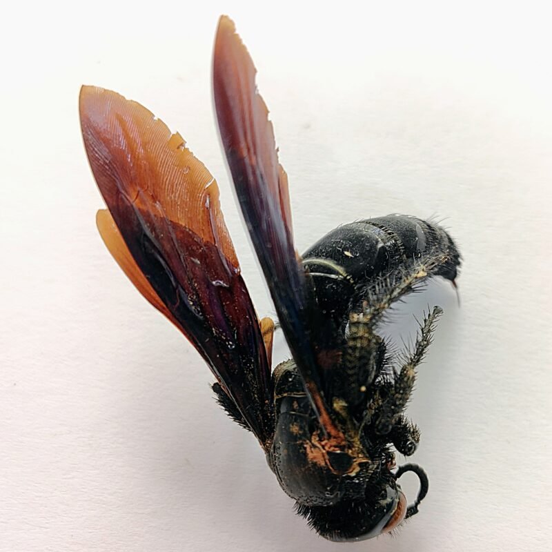 10 Vespidae