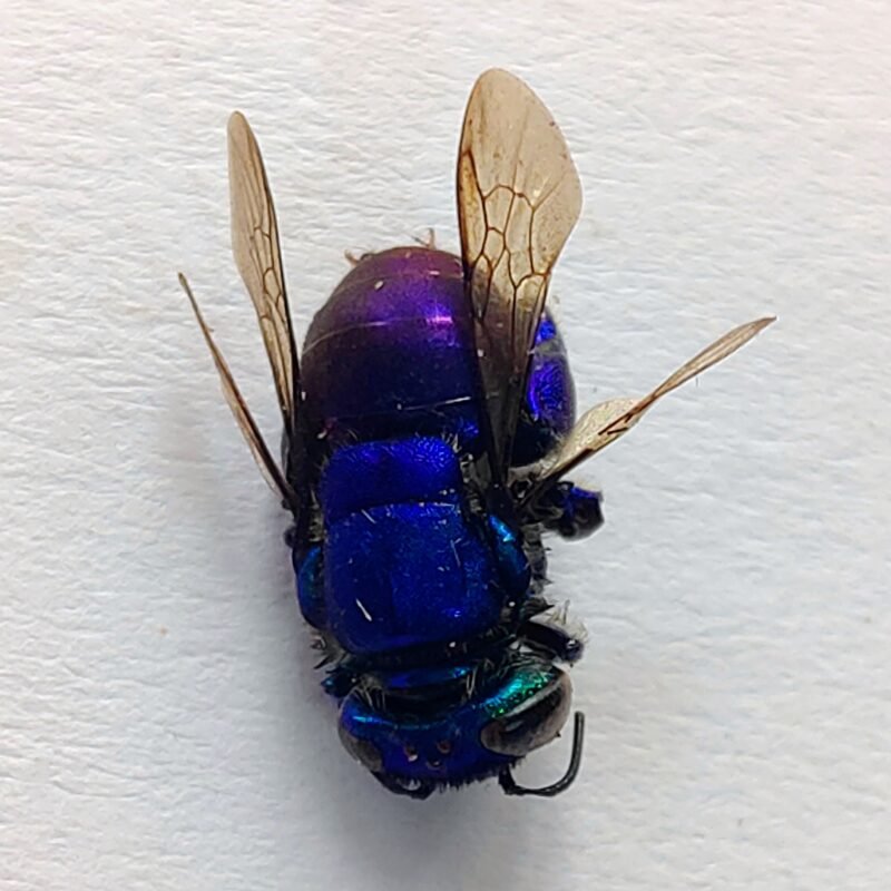 11 Apidae