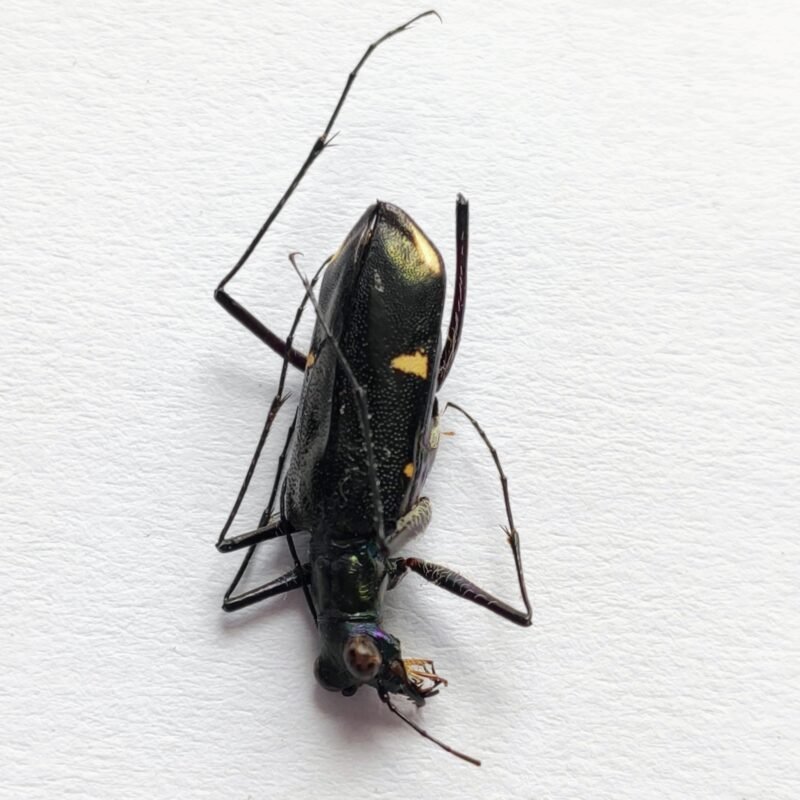 11 Carabidae