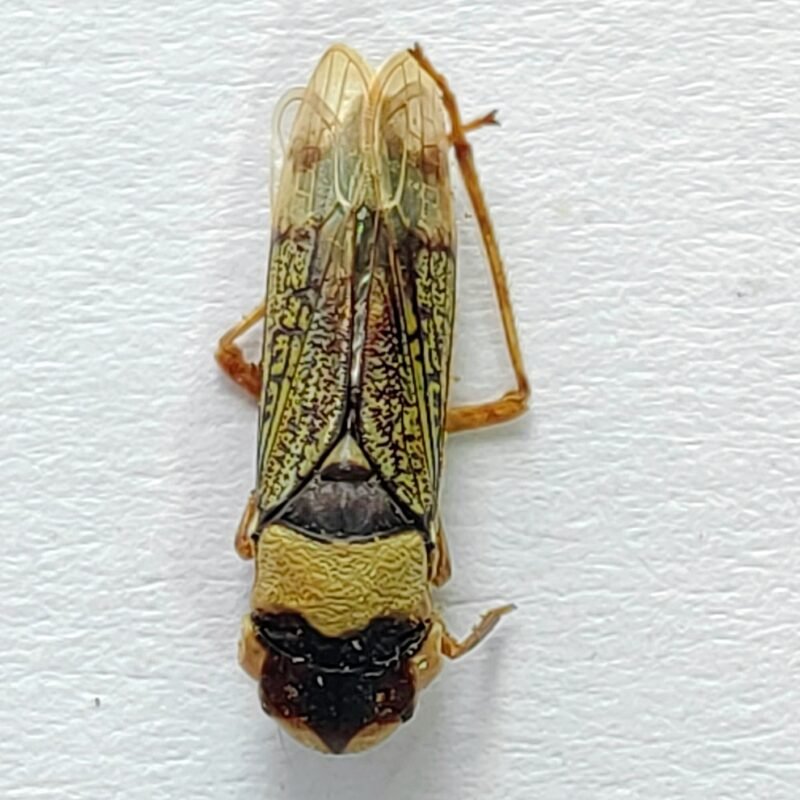 11 Cicadellidae