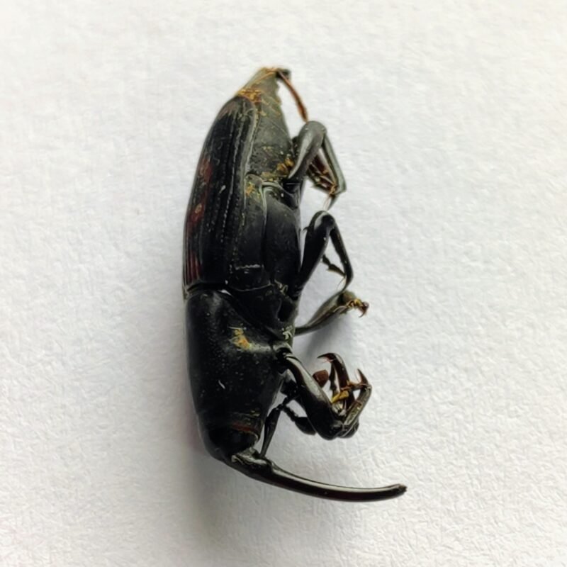11 Curculionidae
