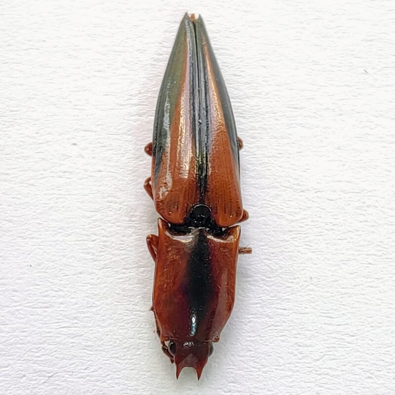 11 Elateridae
