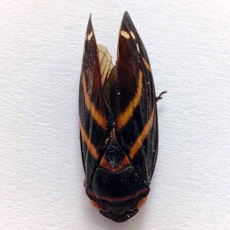 11 Fulgoridae