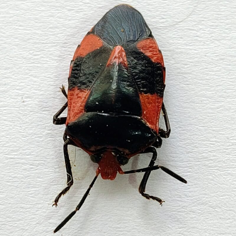 11 Pentatomidae