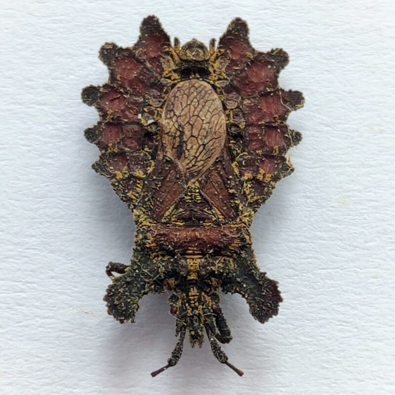 11 Reduviidae