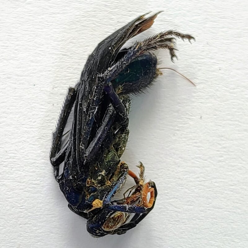 11 Vespidae