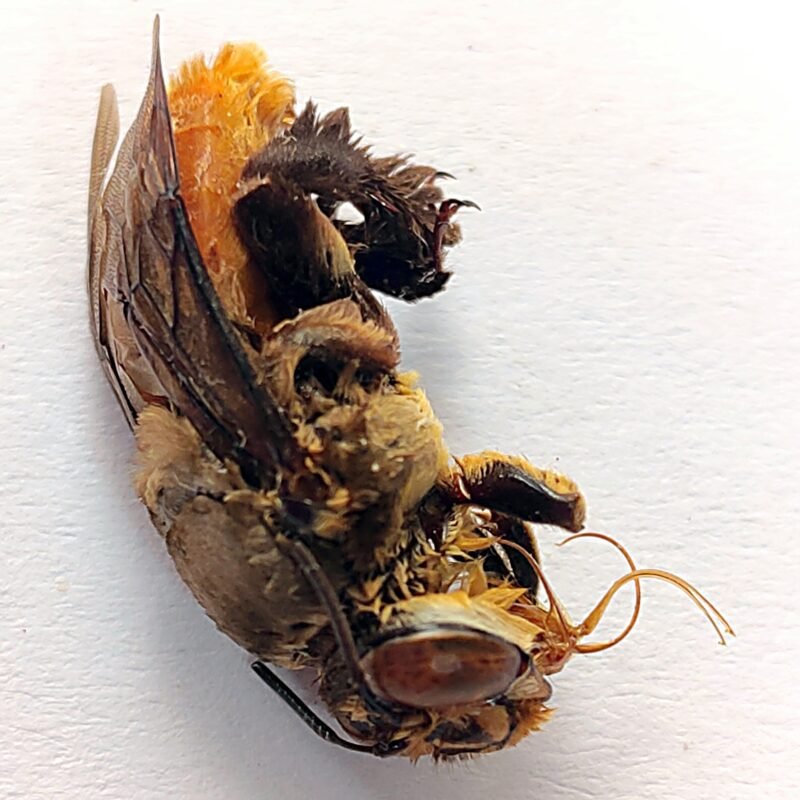 12 Apidae