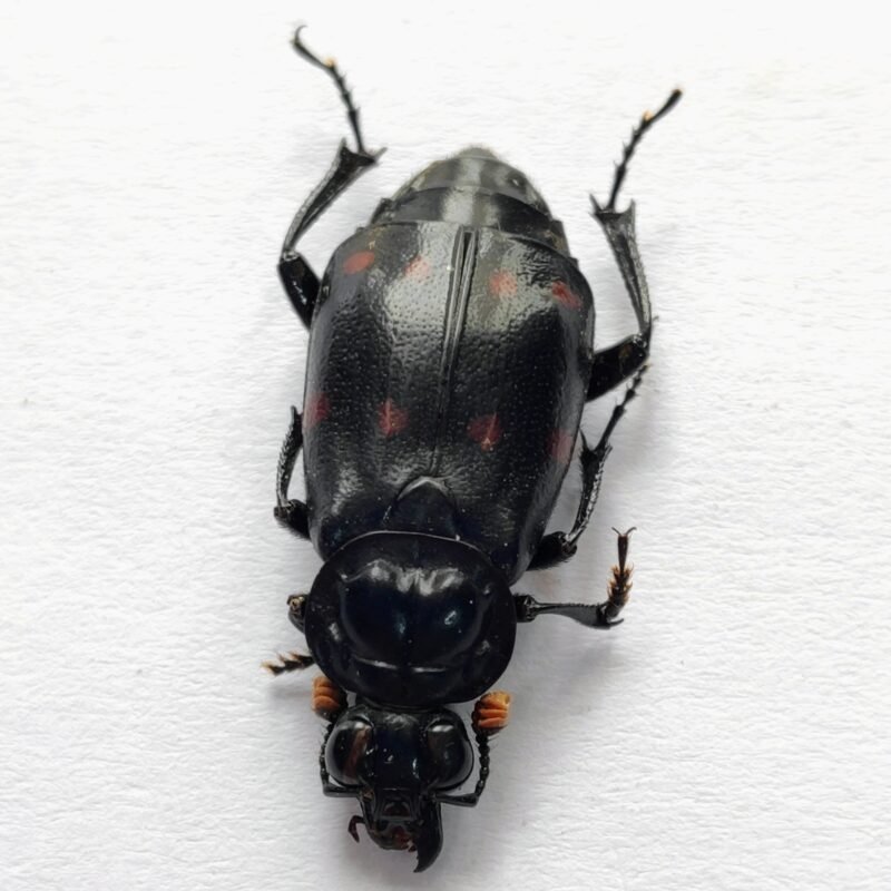 12 Carabidae