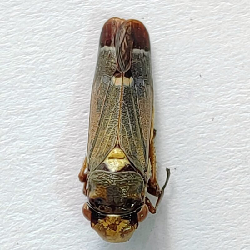 12 Cicadellidae