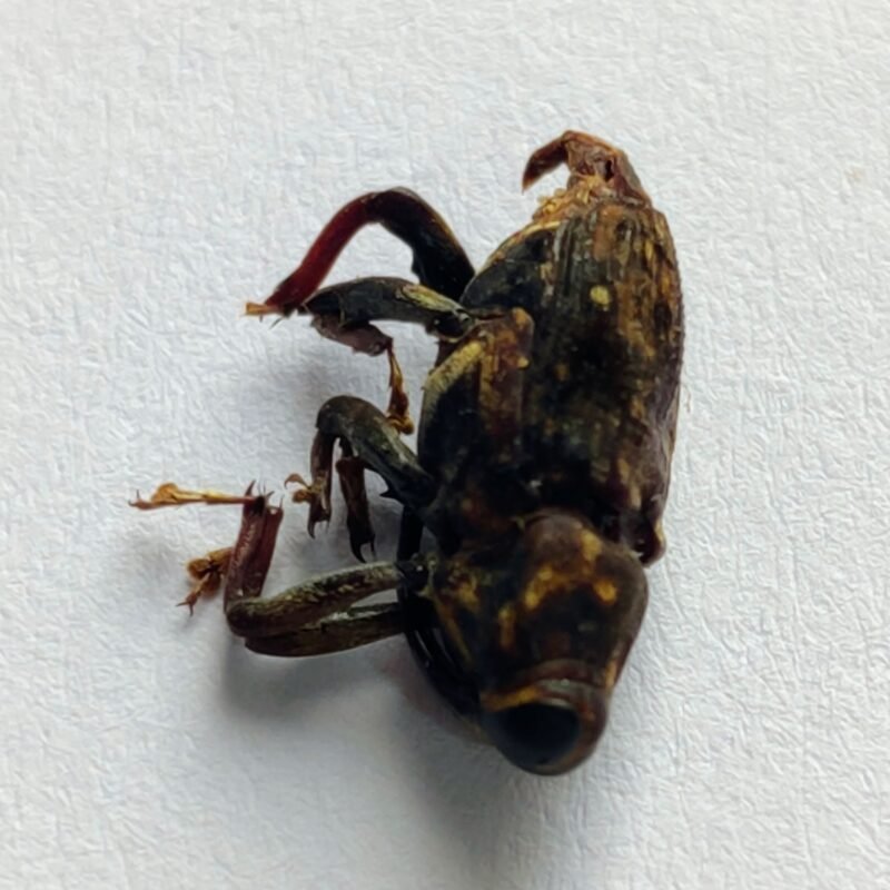 12 Curculionidae