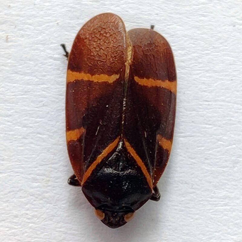 12 Fulgoridae