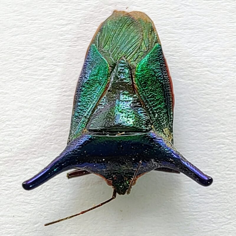 12 Pentatomidae