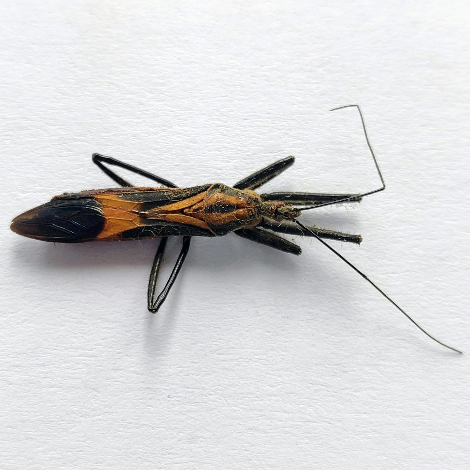 12 Reduviidae - Image 2