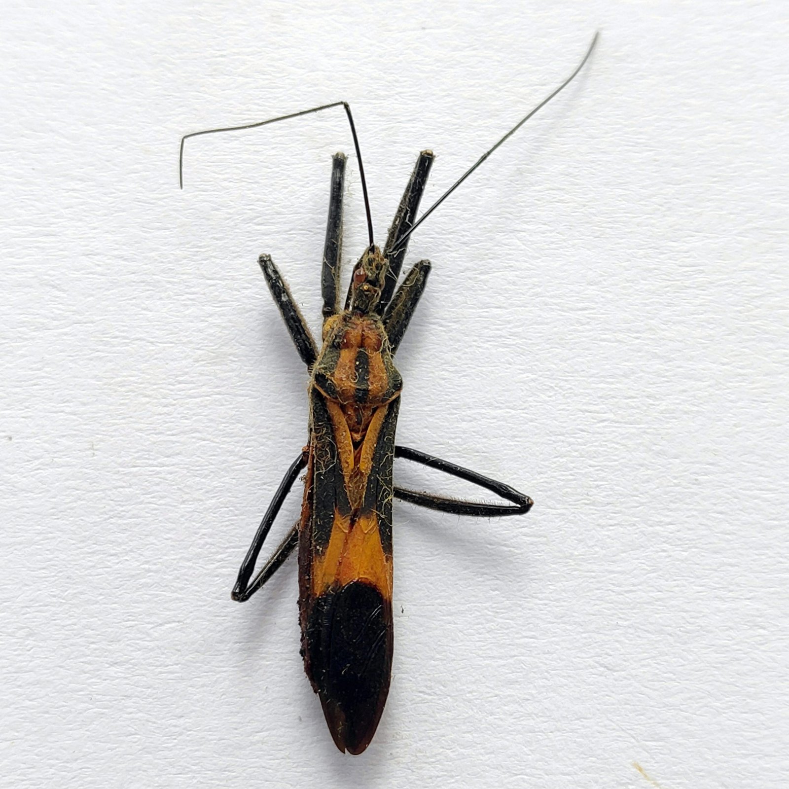 12 Reduviidae - Image 3