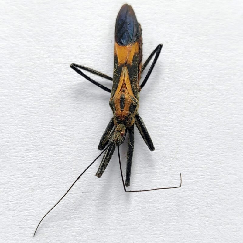 12 Reduviidae