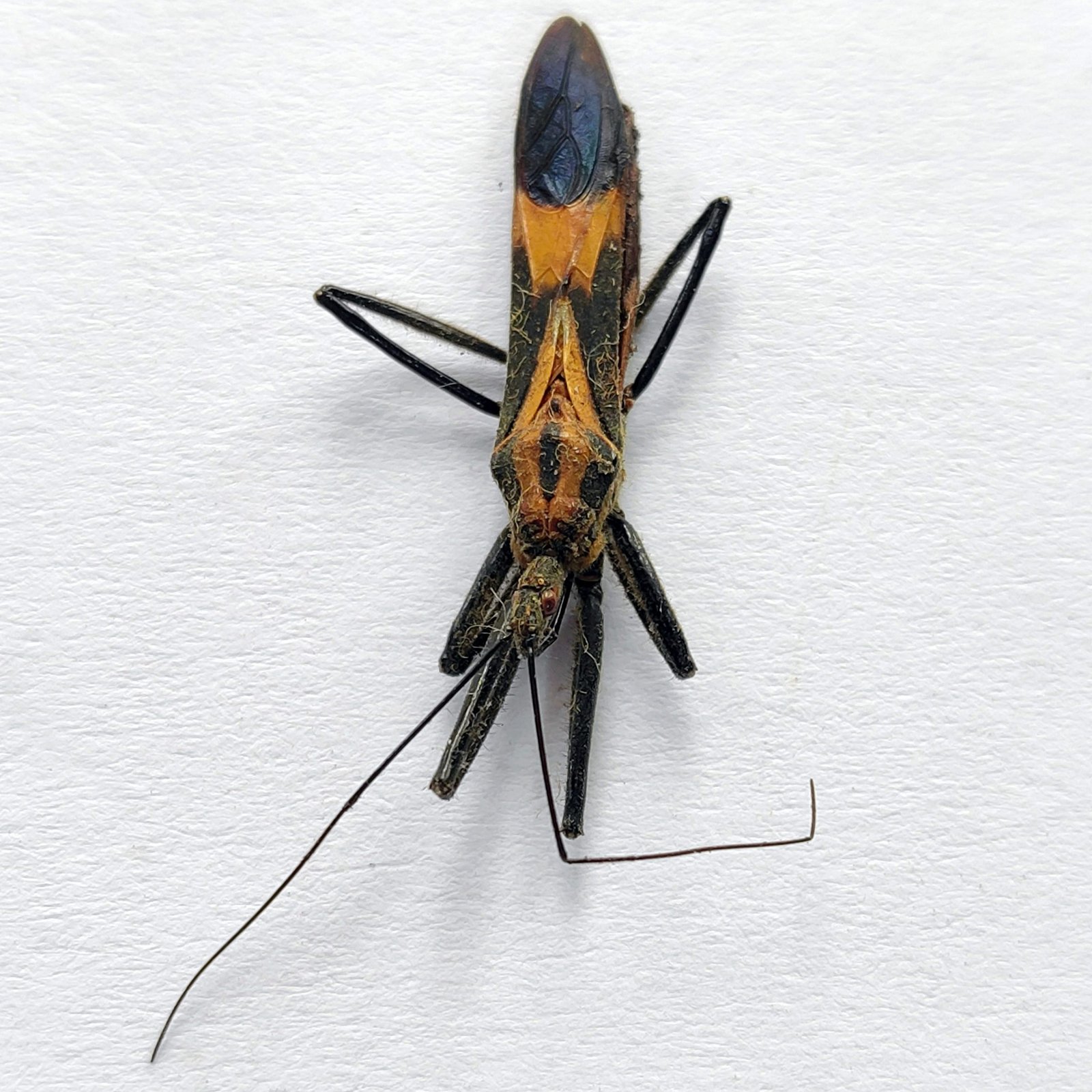 12 Reduviidae