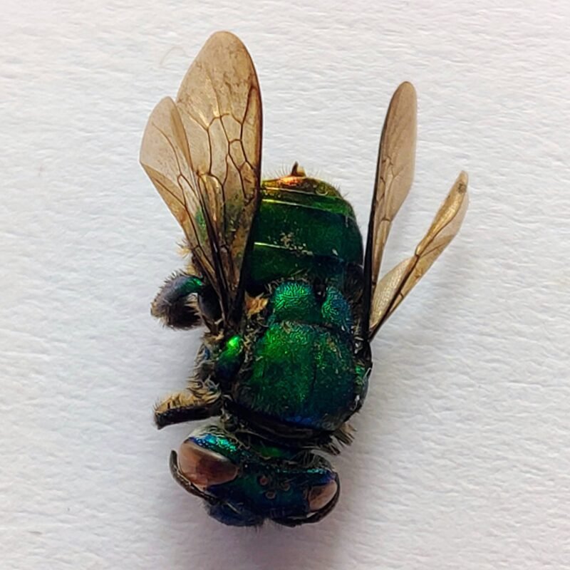 13 Apidae