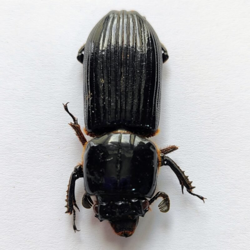 13 Carabidae