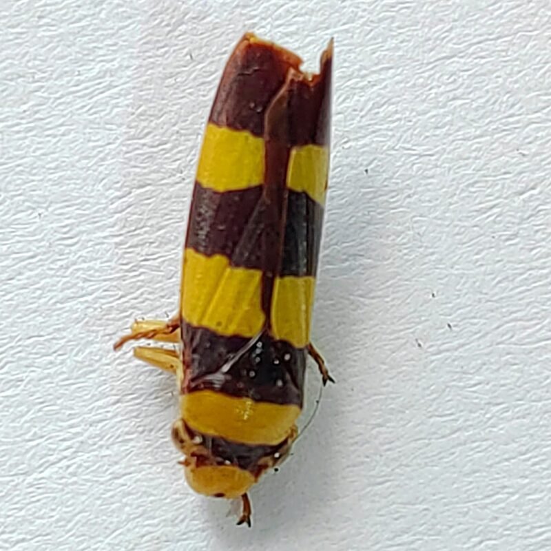 13 Cicadellidae