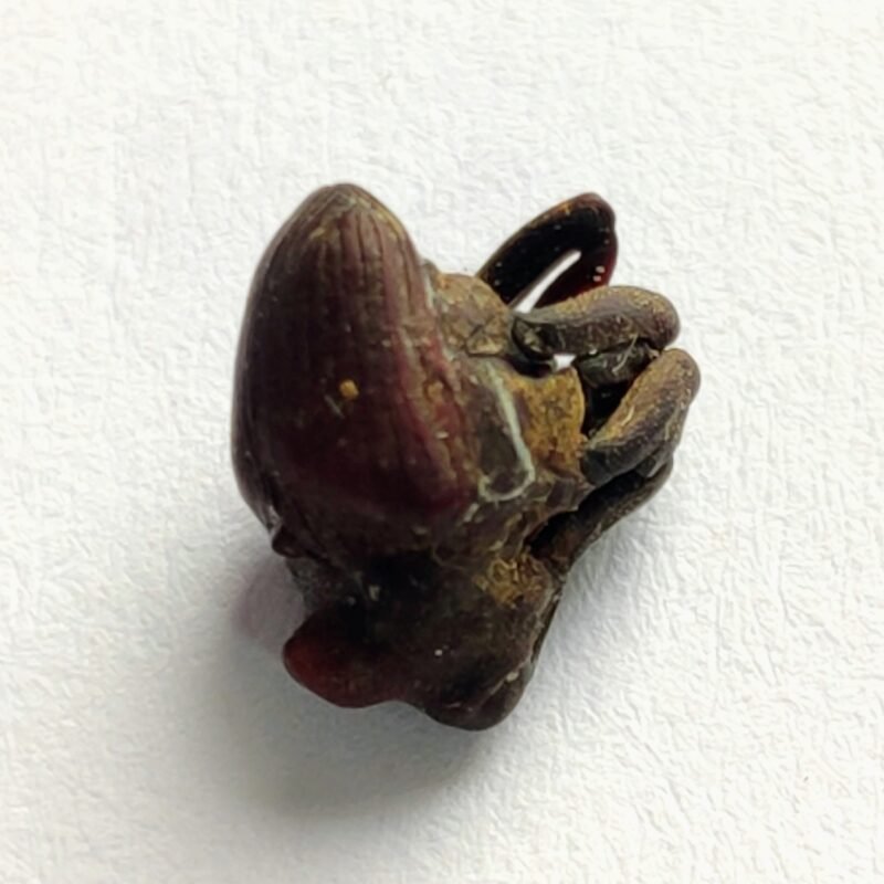 13 Curculionidae