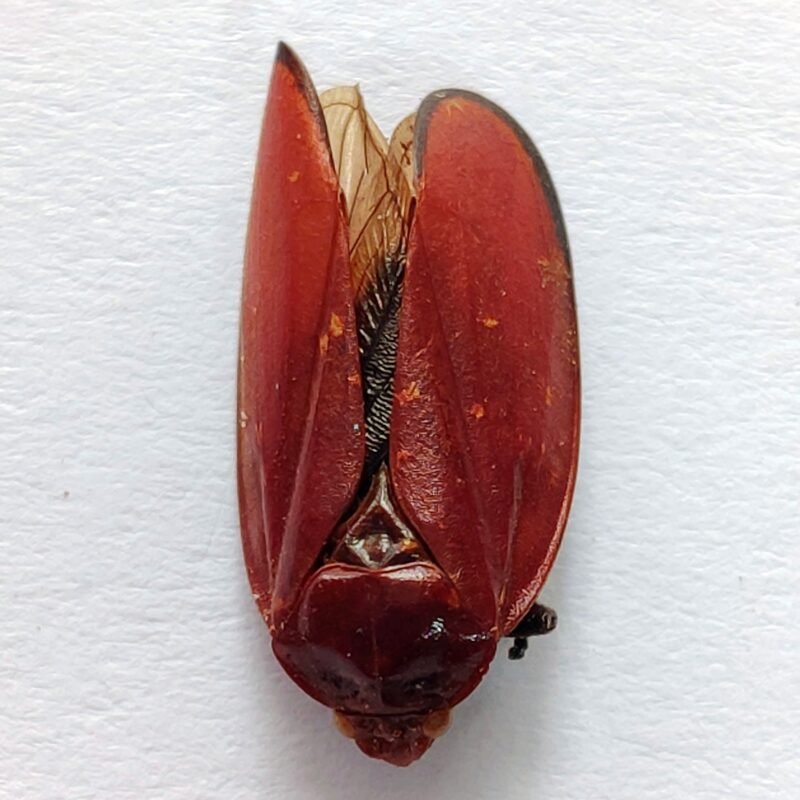 13 Fulgoridae