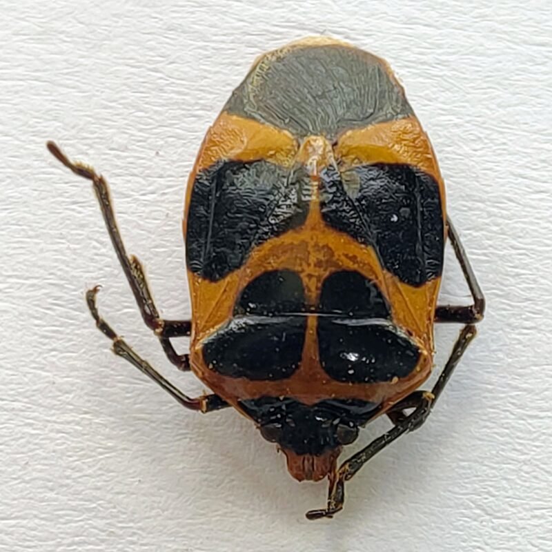 13 Pentatomidae