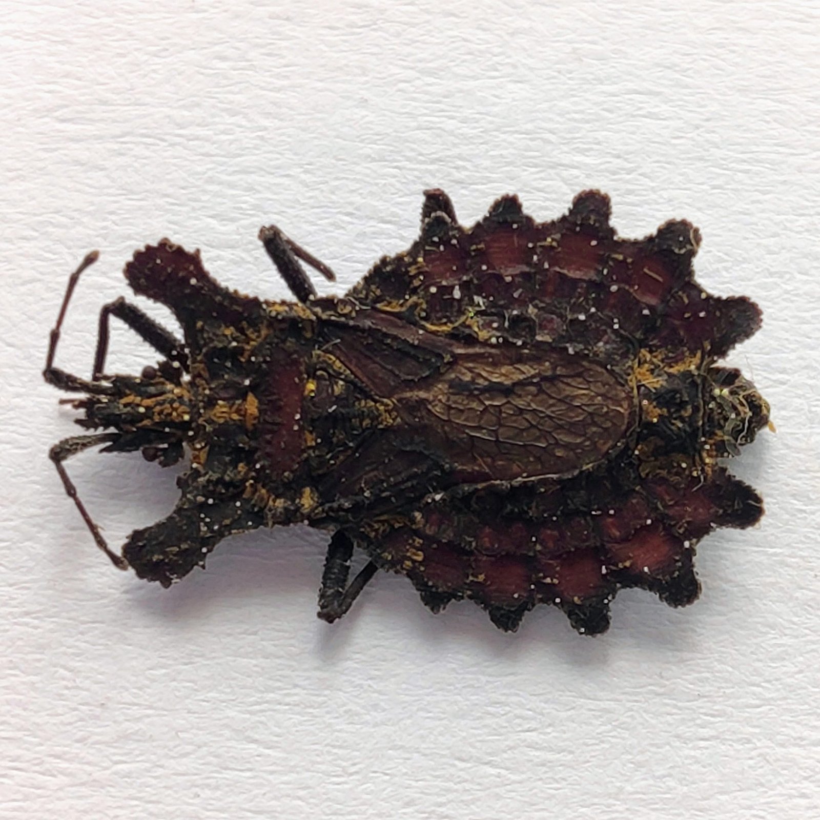 13 Reduviidae - Image 2