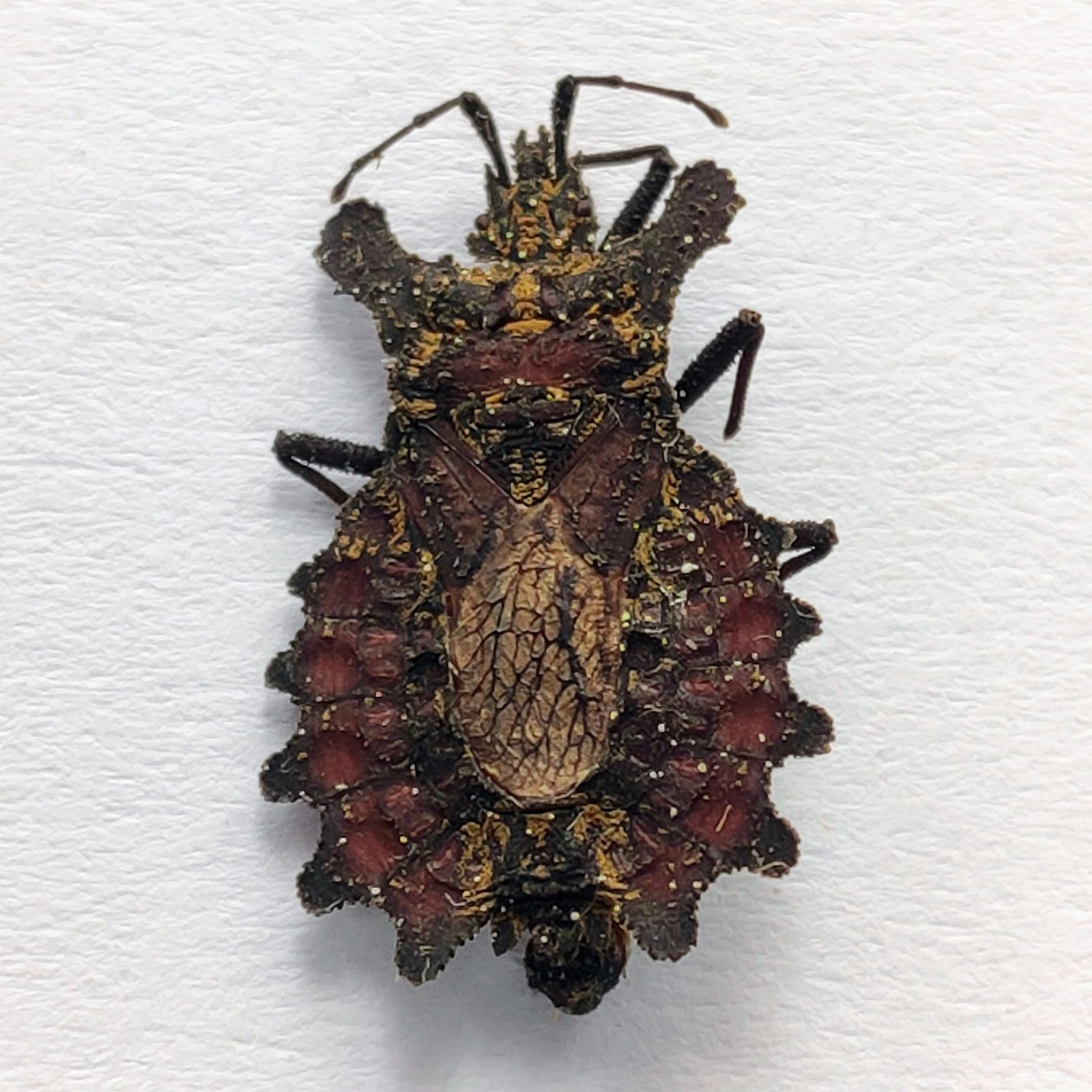13 Reduviidae - Image 3