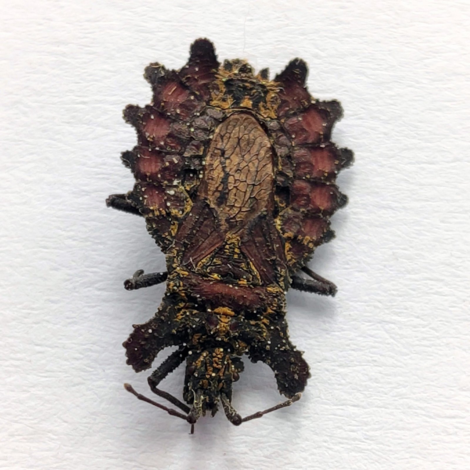 13 Reduviidae