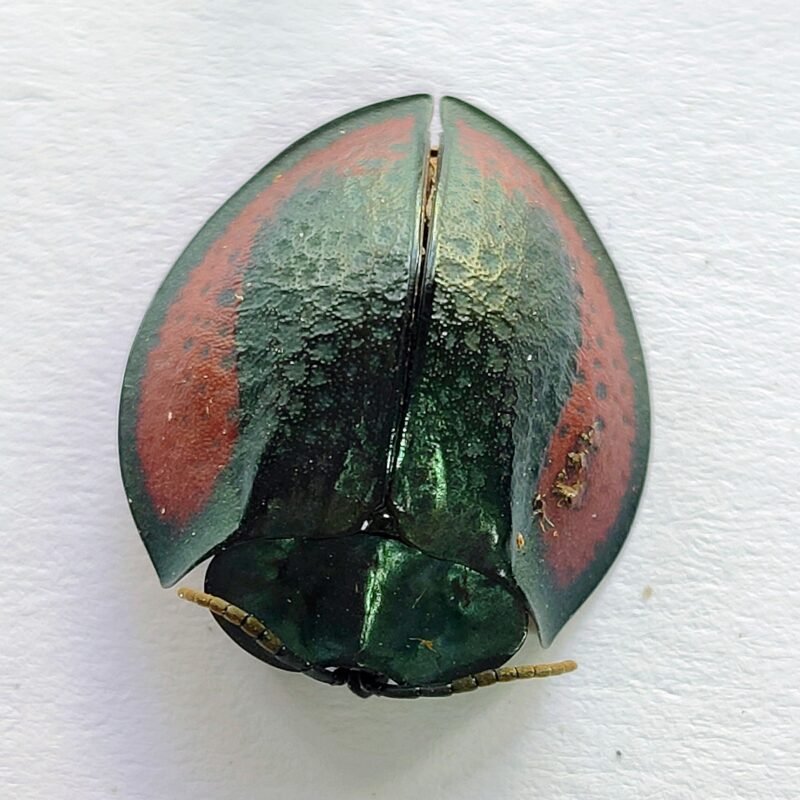 134 Chrysomelidae