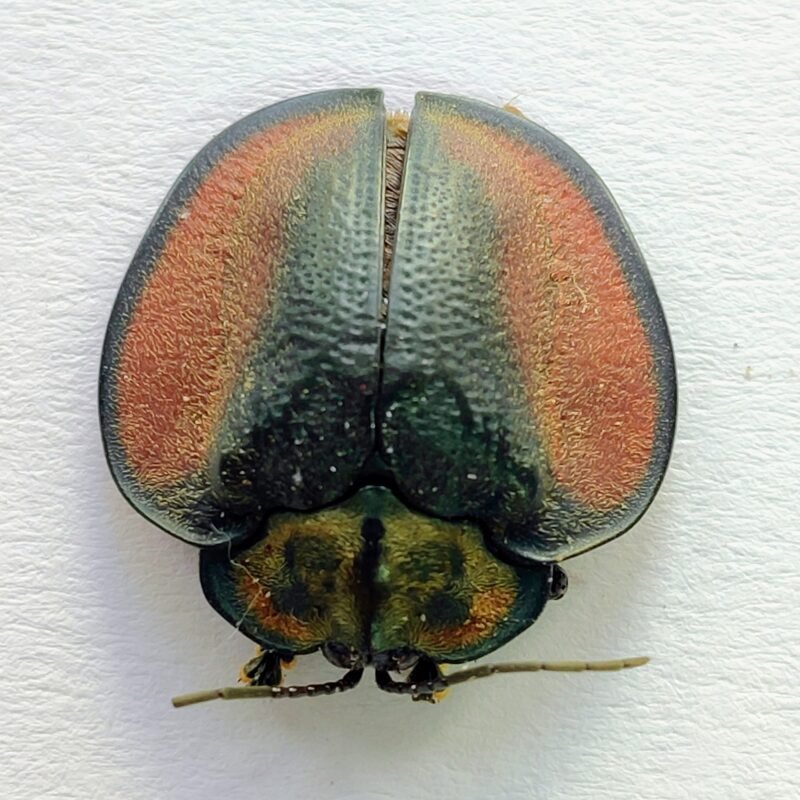 135 Chrysomelidae