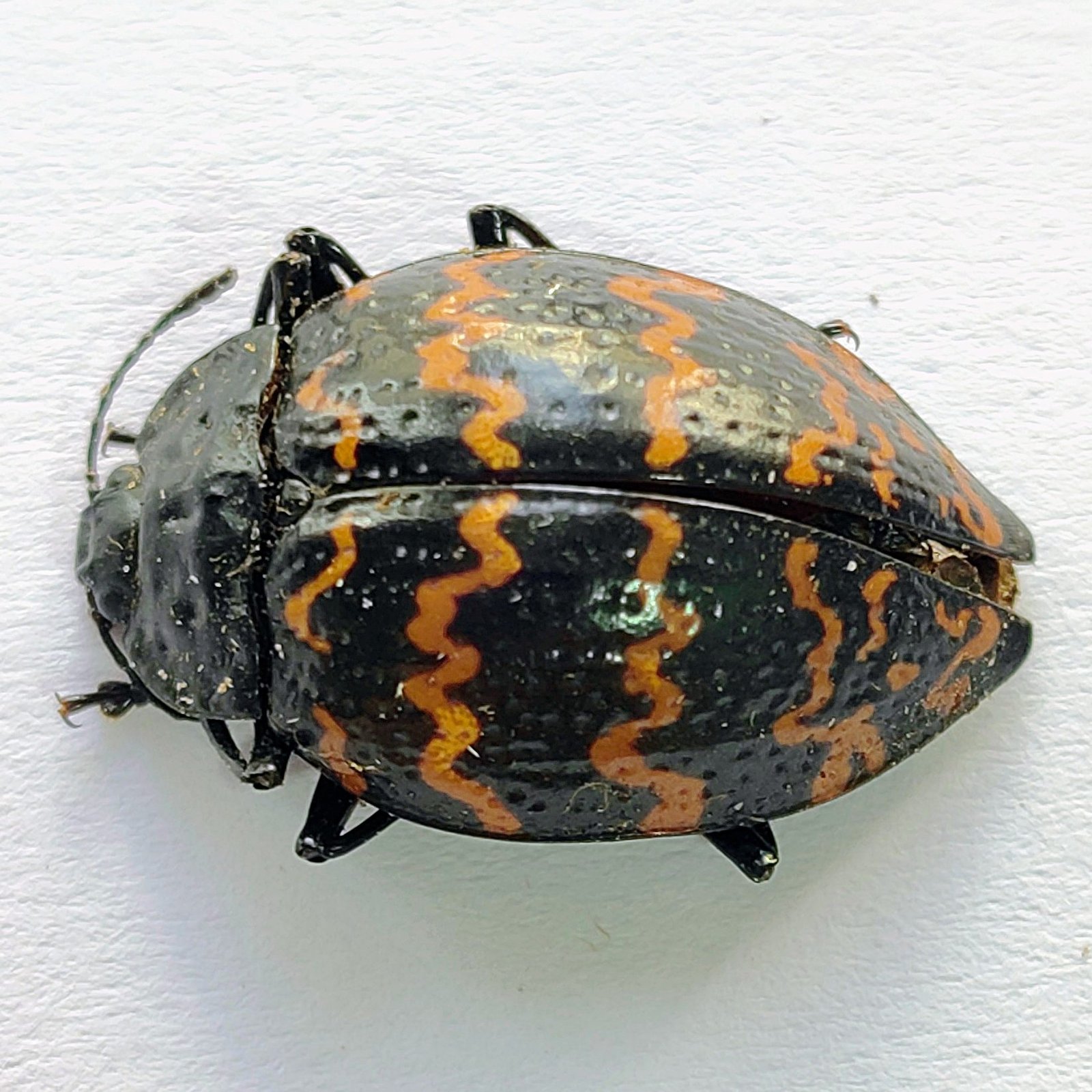 136 Chrysomelidae - Image 2