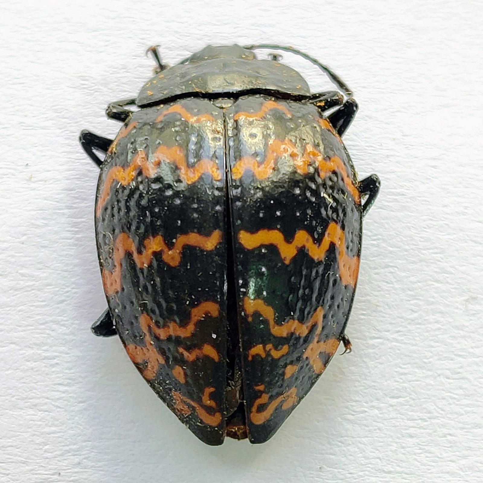 136 Chrysomelidae - Image 3