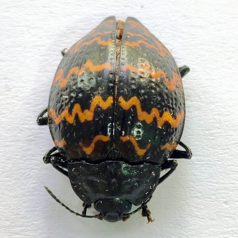 136 Chrysomelidae