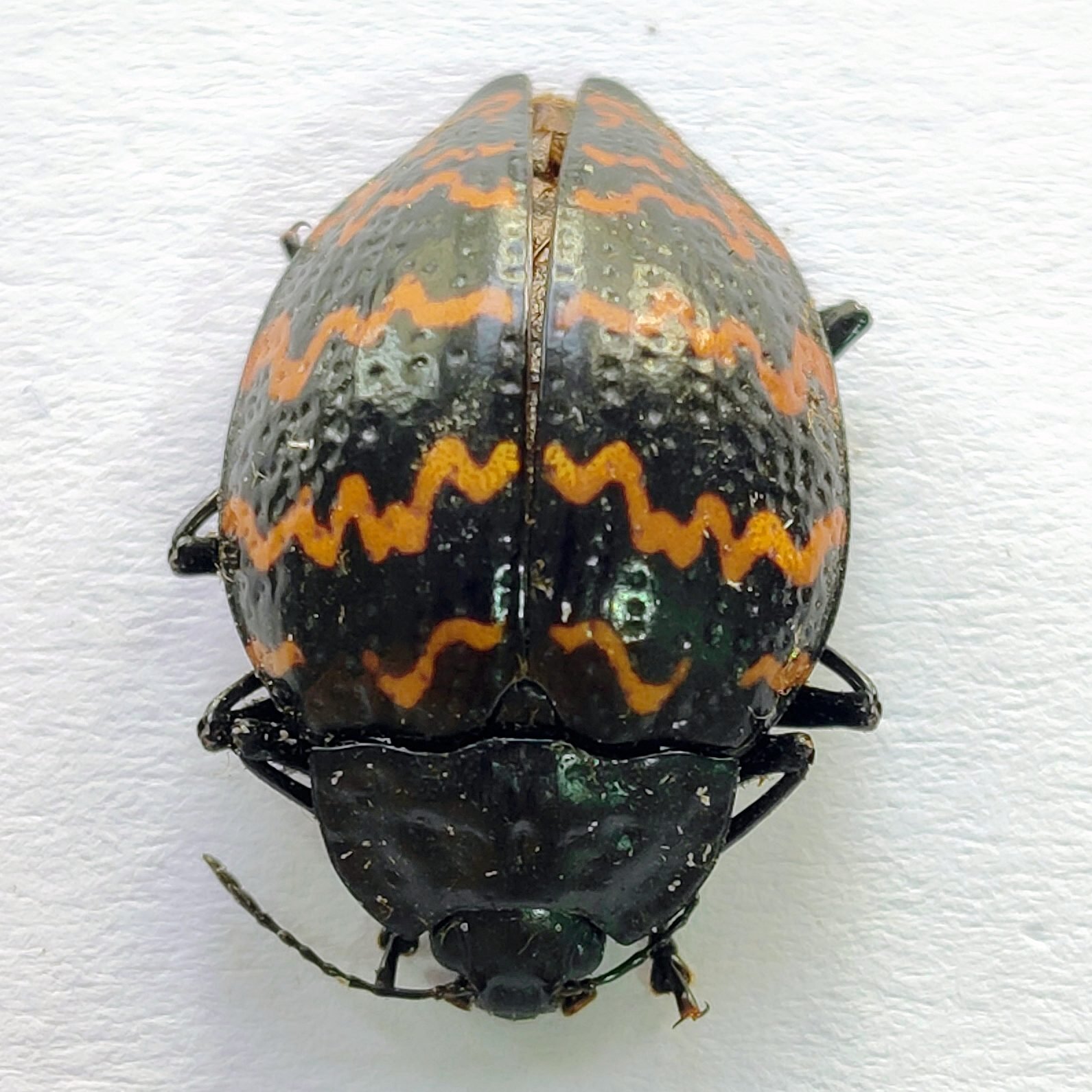 136 Chrysomelidae
