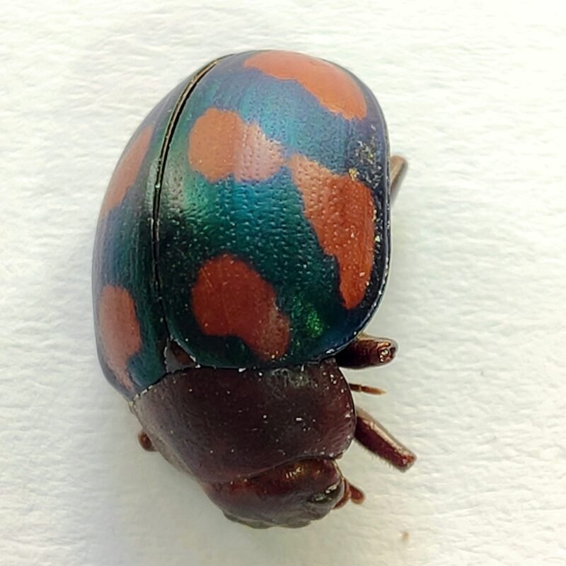137 Chrysomelidae