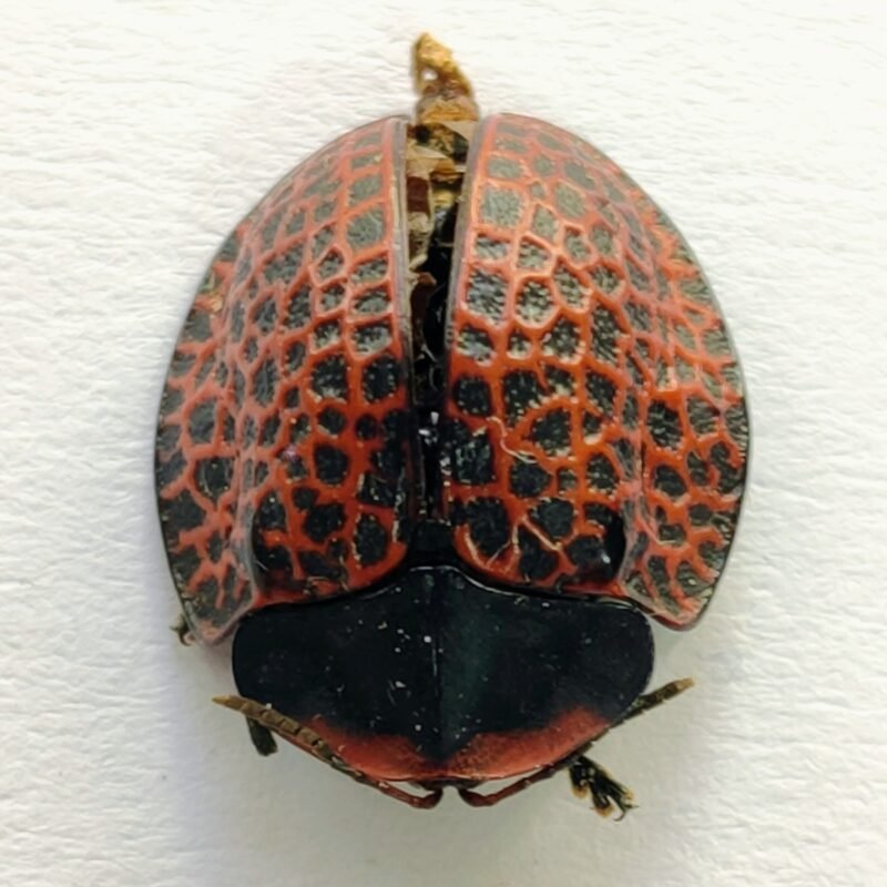 138 Chrysomelidae