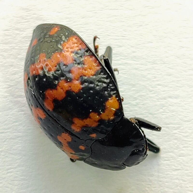139 Chrysomelidae