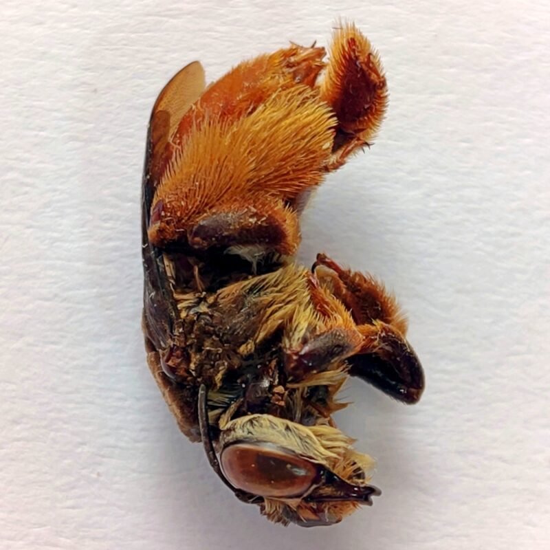 14 Apidae